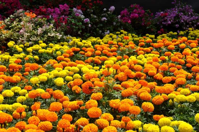 Многолетние кустарники, цветущие все лето: фото и названия зимостойких, солнцелюбивых и тенелюбивых кустов