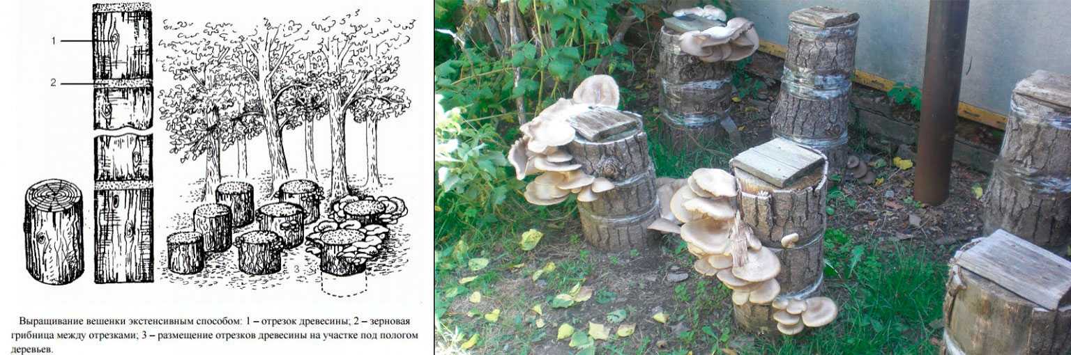 Выращивание грибов на пнях на приусадебном участке