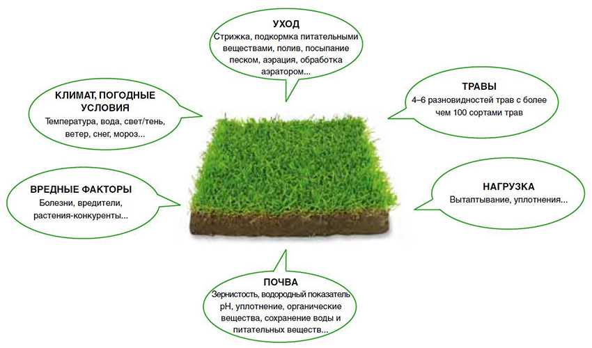 Какую траву выбрать для посадки газона: обзор видов трав и сортов смесей, примеры на фото
