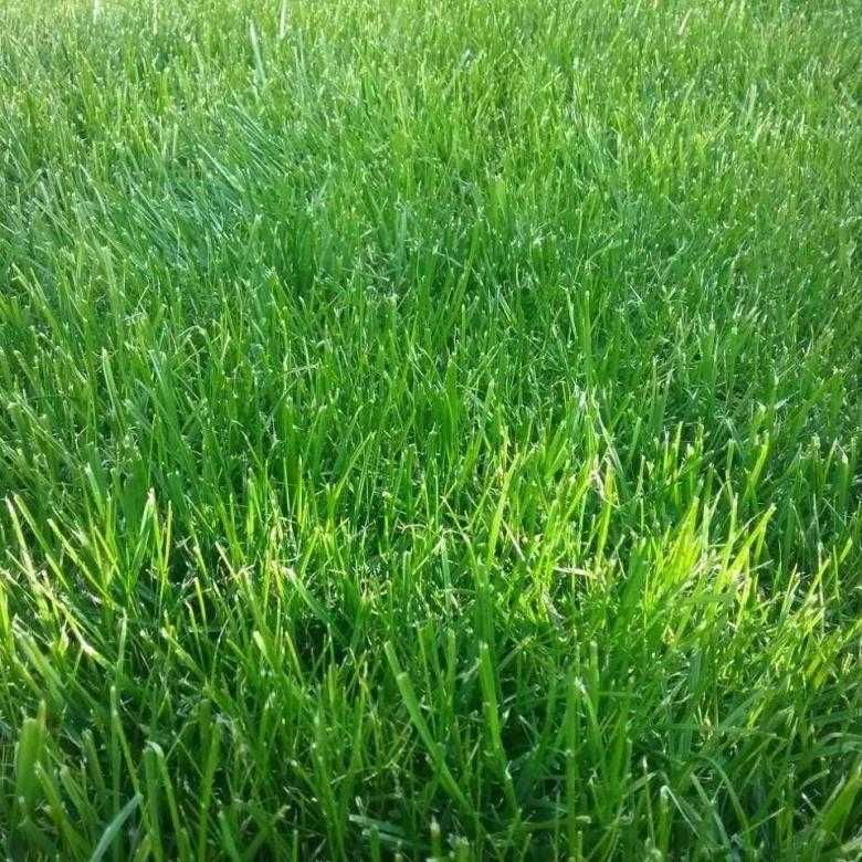 Газон лилипут: описание, особенности, характеристики газонной травы для ленивых
