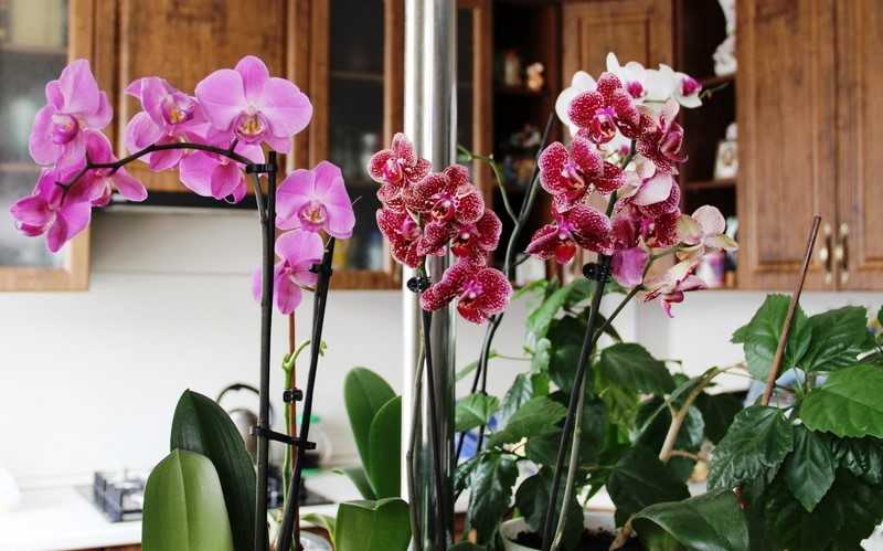 Орхидея дендробиум: описание и фото видов и сортов с их названиями (в т.ч. аполлон, микс и синяя) и отзывами, а также видео об уходе в домашних условиях