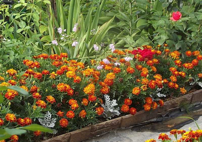 Низкорослые кустарники — цветущие и декоративно-лиственные для сада