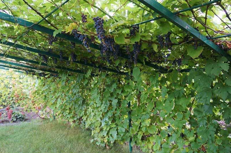 Как сделать навес для винограда?