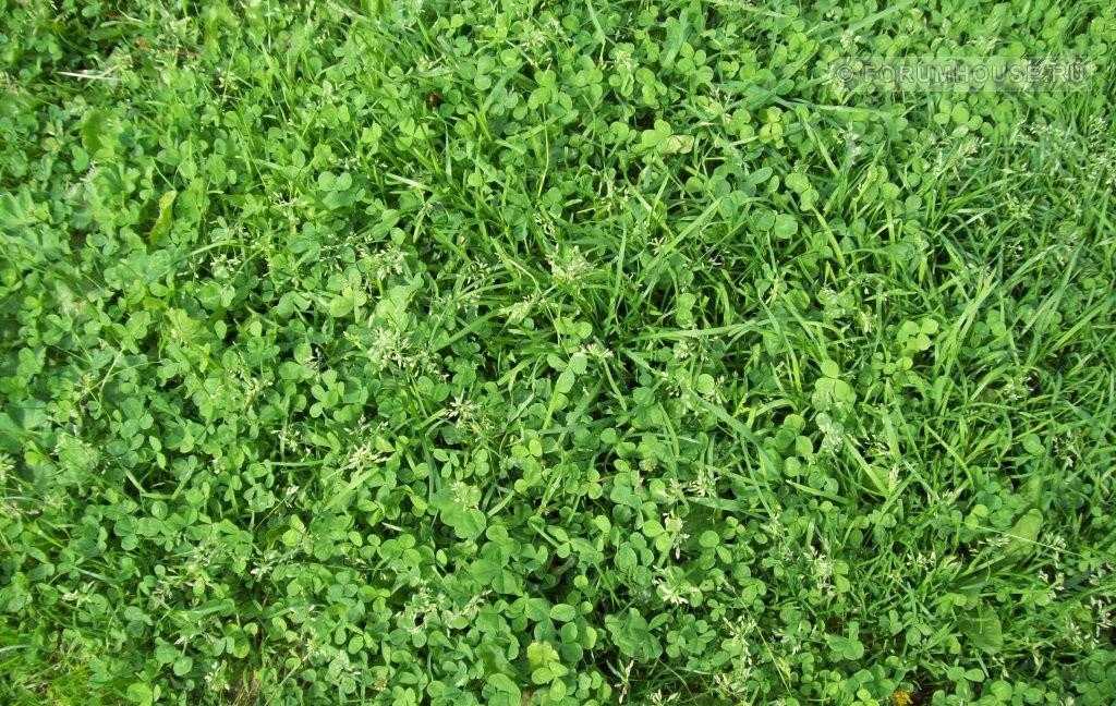 Многолетняя газонная трава: особенности и выбор