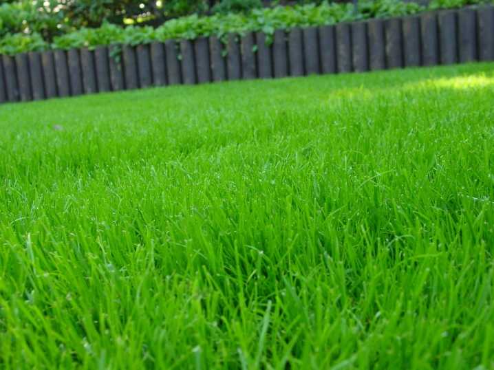 Газоны «зеленый квадрат»: «спортивный» и «универсальный», «солнечный», «декоративный» и другие виды газонной травы, состав семян, отзывы