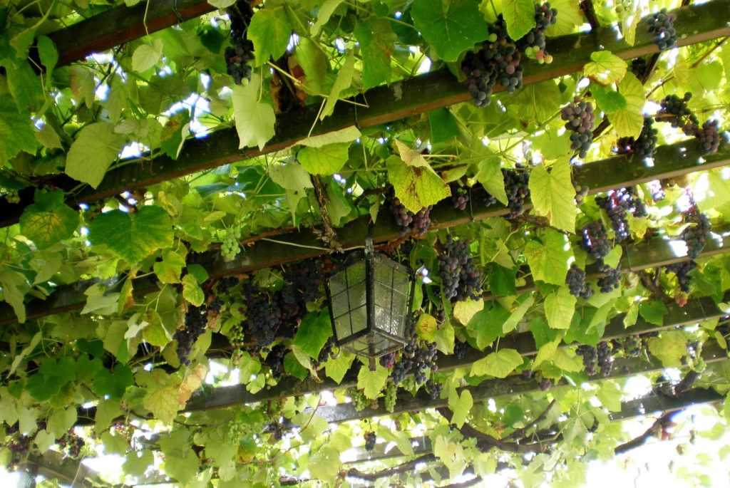 Выращивание винограда на беседке советы и фото на supersadovnik.ru