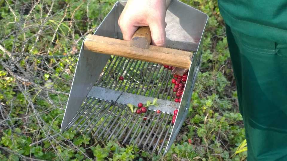 Как сделать комбайн для сбора ягод своими руками
