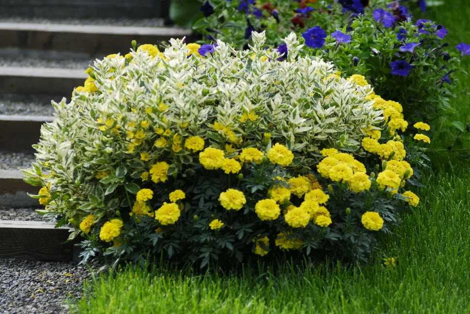 Многолетние тенелюбивые растения для сада (52 фото): неприхотливые цветы и теневыносливые кустарники-многолетники, цветущие все лето