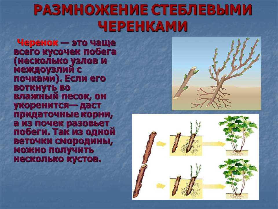 Плакучая ива (64 фото): декоративное карликовое дерево и другие. как размножается? быстро ли растет? описание и примеры на дачном участке