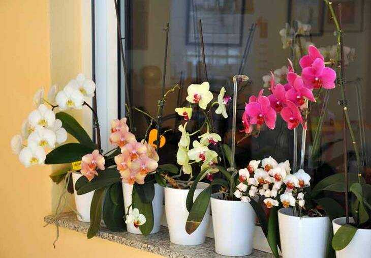 Рассказываем про размножение орхидеи дендробиум и уход в домашних условиях