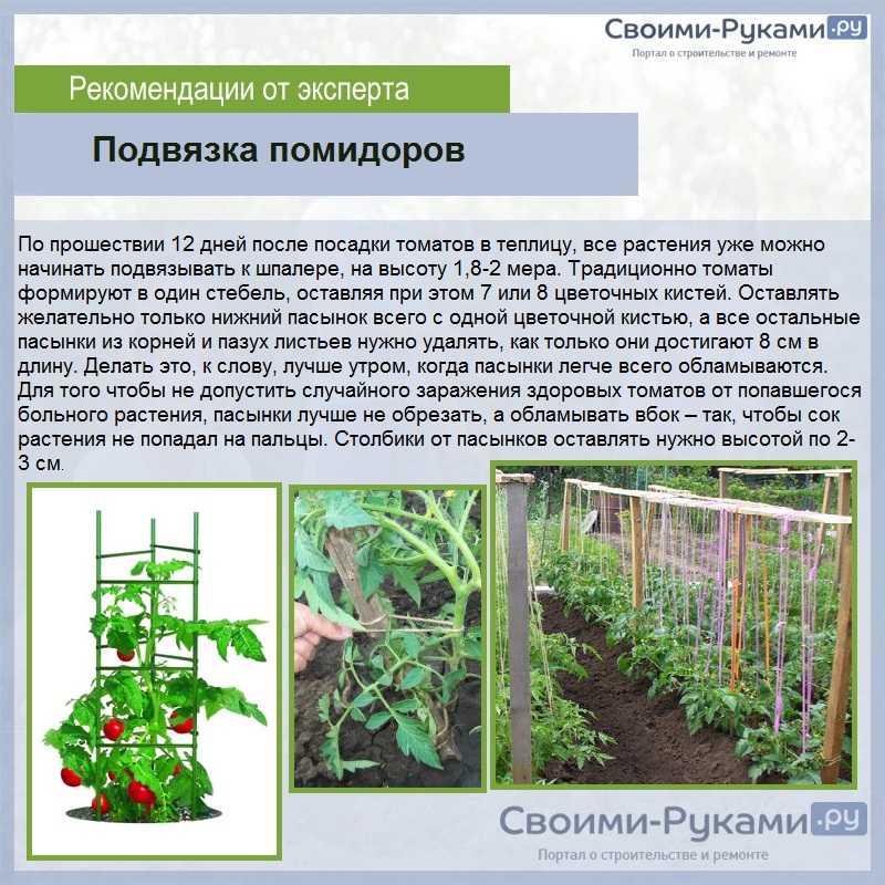 Для подвязки высокорослых растений очень эффективно применять пластиковые клипсы Для каких культур их используют Каковы преимущества этих фиксаторов перед другими способами Как пользоваться ими для подвязки томатов и огурцов в теплице Какие бывают виды