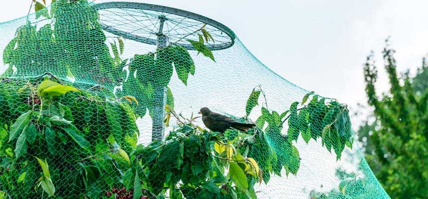 Как защитить клубнику от птиц – описание всех способов
