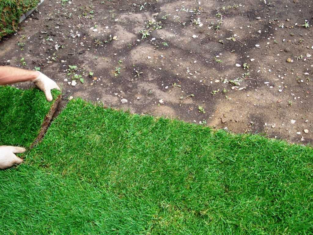 Газонная трава: фото, видео, выбор и расчет семян, способы посадки газона