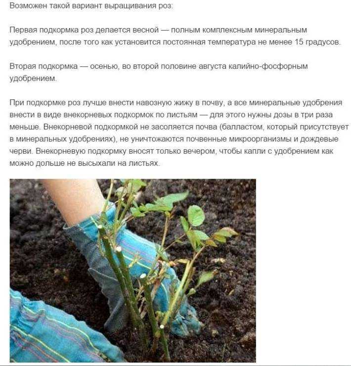 Тубероза: посадка и уход в открытом грунте, особенности выращивания - sadovnikam.ru