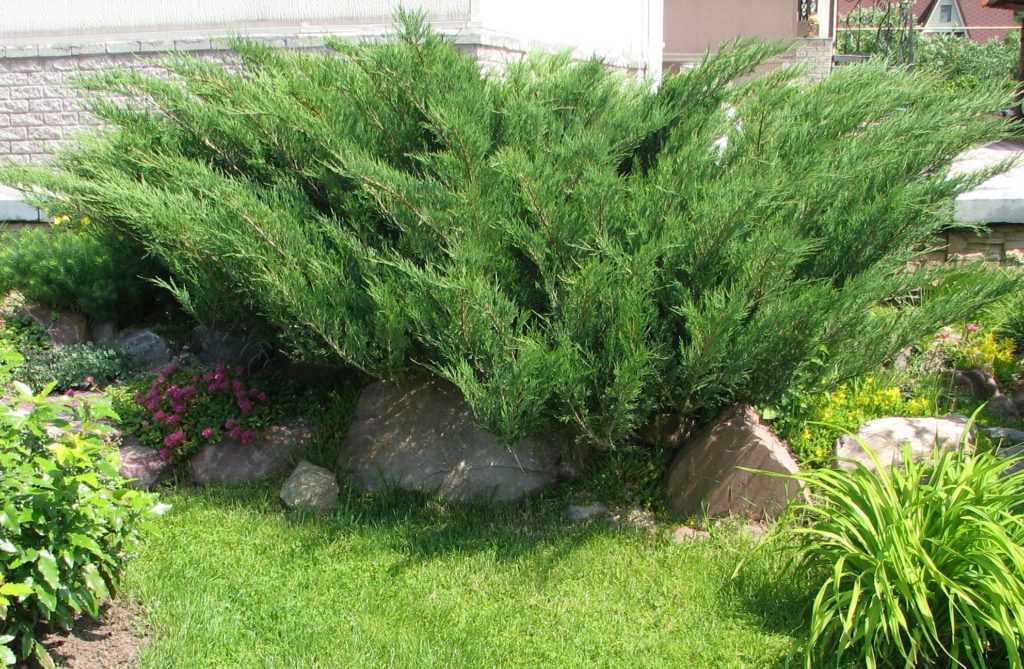 Можжевельник чешуйчатый мейери (juniperus squamata meyeri)