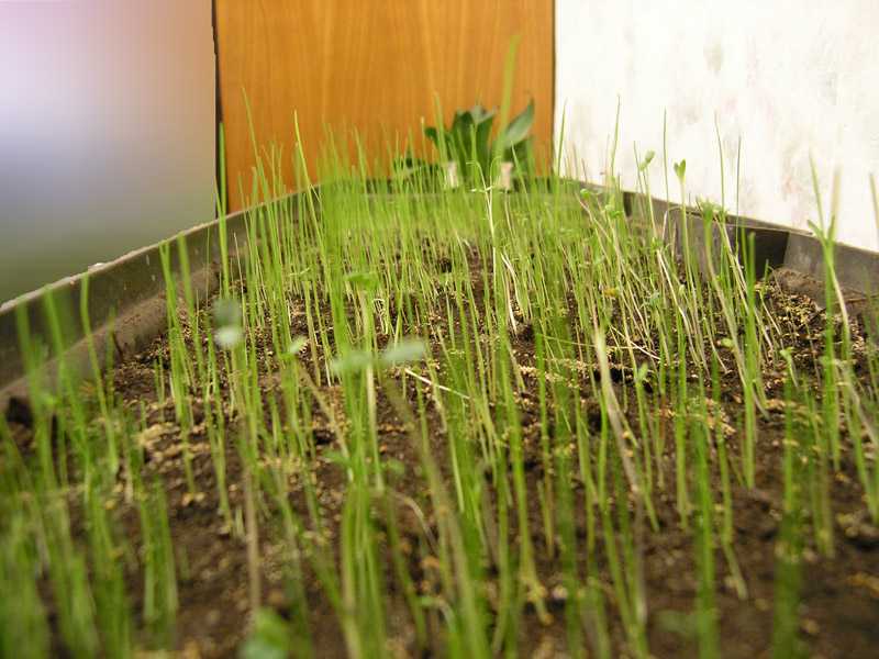 Сколько всходит газонная трава после посева весной