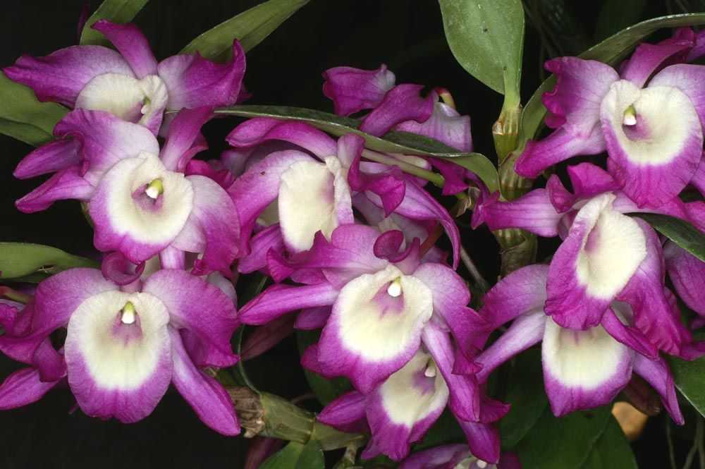 Дендробиум нобиле как ухаживать. Орхидея Дендробиум Нобиле. Орхидея Dendrobium Nobile. Цветок Dendrobium Nobile. Дендробиум Нобиле орхид.