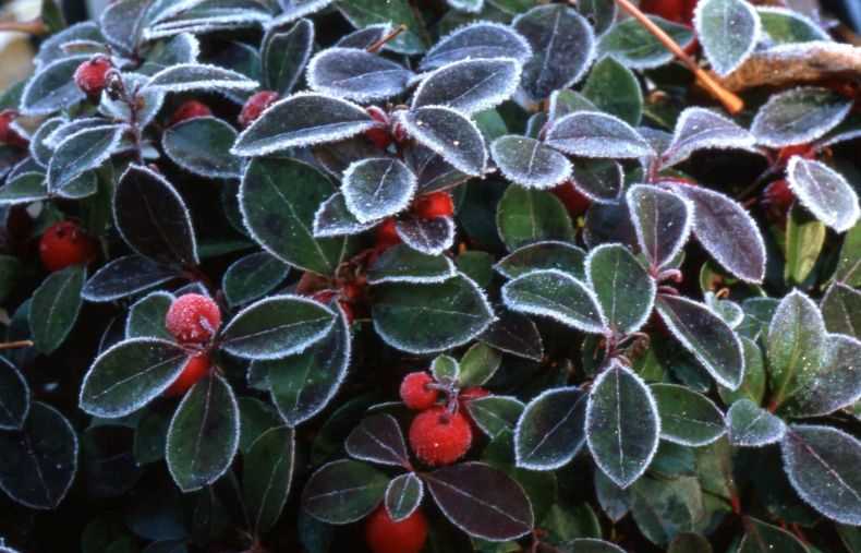Зимняя ягода гаультерия, выращивание и виды