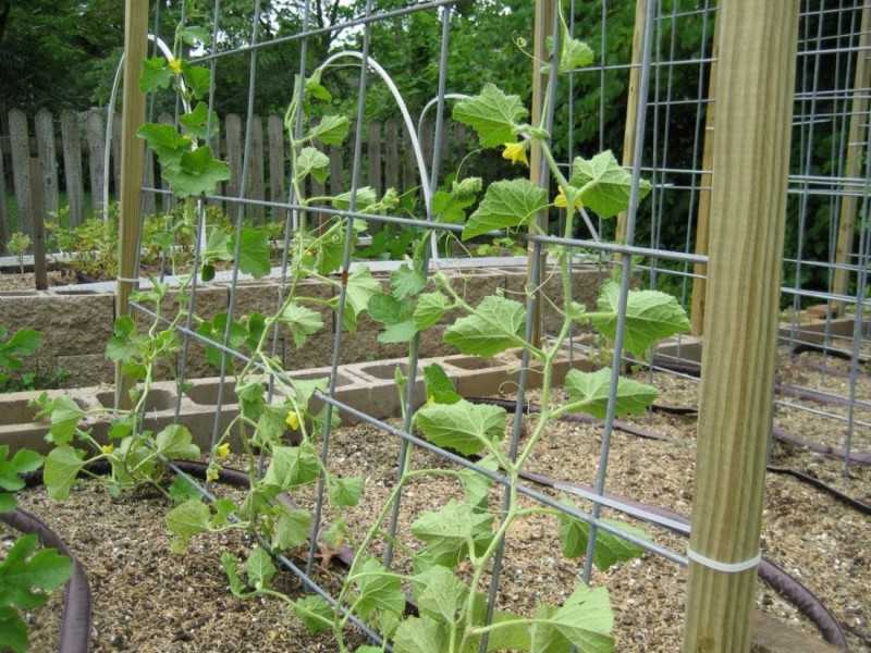 Сетки для огурцов (32 фото): как установить,  шпалерные и пластиковые сетки для подвязки огурцов в открытом грунте. как сделать садовую сетку своими руками?