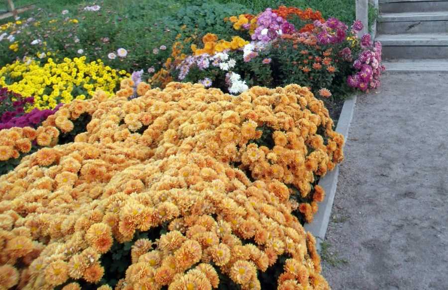 Бордюрные цветы: описание, виды и названия, особенности выращивания, фото - sadovnikam.ru