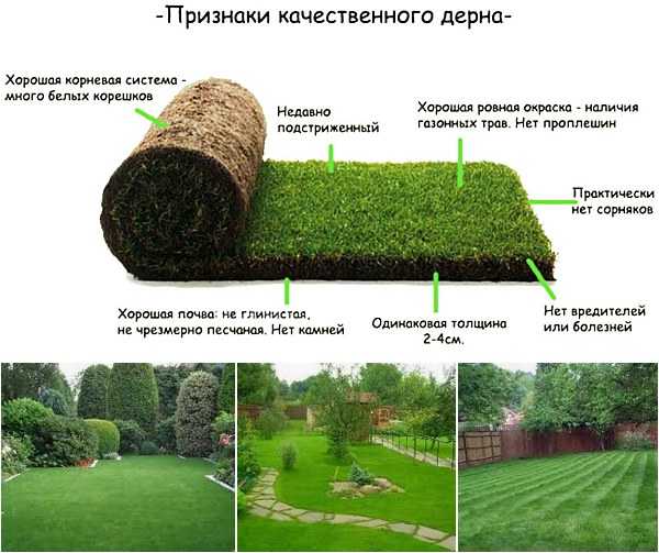 «русские газоны»: рулонный газон и травосмеси для ландшафта, особенности и советы по выбору