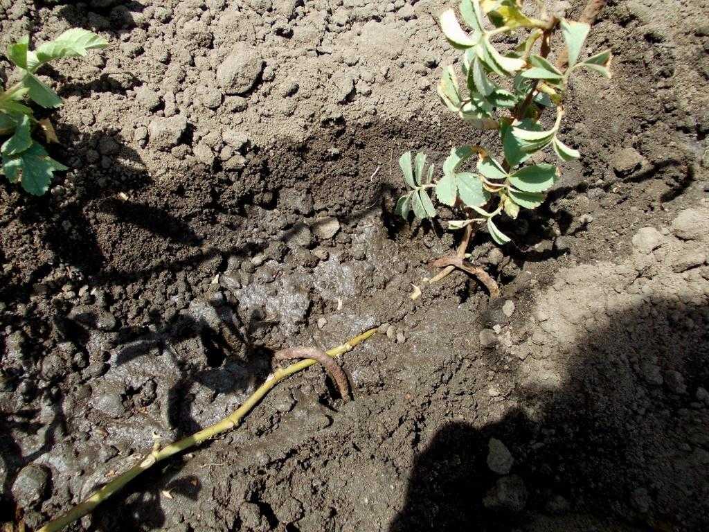 Выращивание почвопокровных роз: посадка и уход в открытом грунте, как размножать