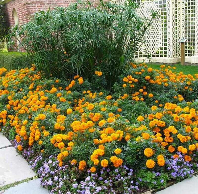 Сад в пестрых красках: цветущие все лето многолетние декоративные кустарники для украшения дачного участка