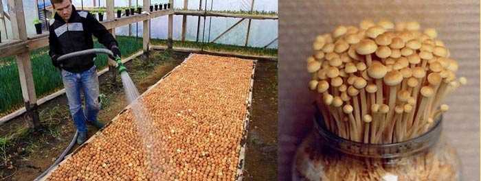 Выращивание белых грибов в домашних условиях и на участке: подготовка субстрата, мицелия, посадка и уход