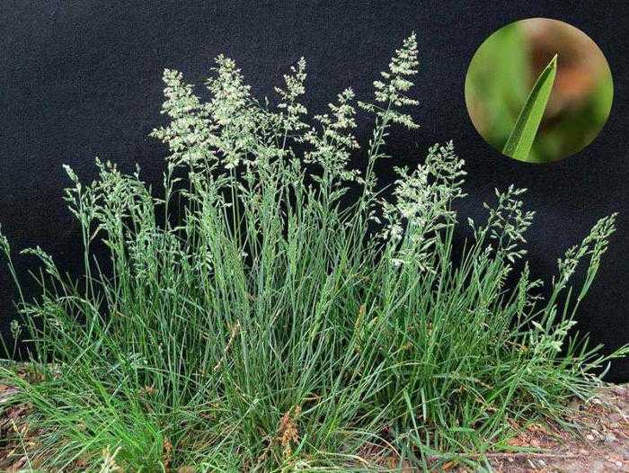 Мятлик для газона (27 фото): описание газонной травы мятлика лугового, плюсы и минусы семян, характеристика рулонного мятлика, отзывы