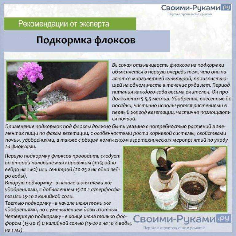 Многоцветковая купена: описание сорта, уход и выращивание в открытом грунте