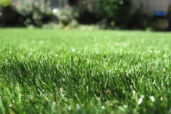 Газонная трава: способы посадки газона
