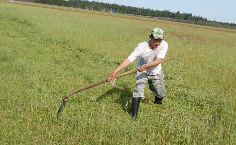 ✅ как косить траву триммером - tractoramtz.ru