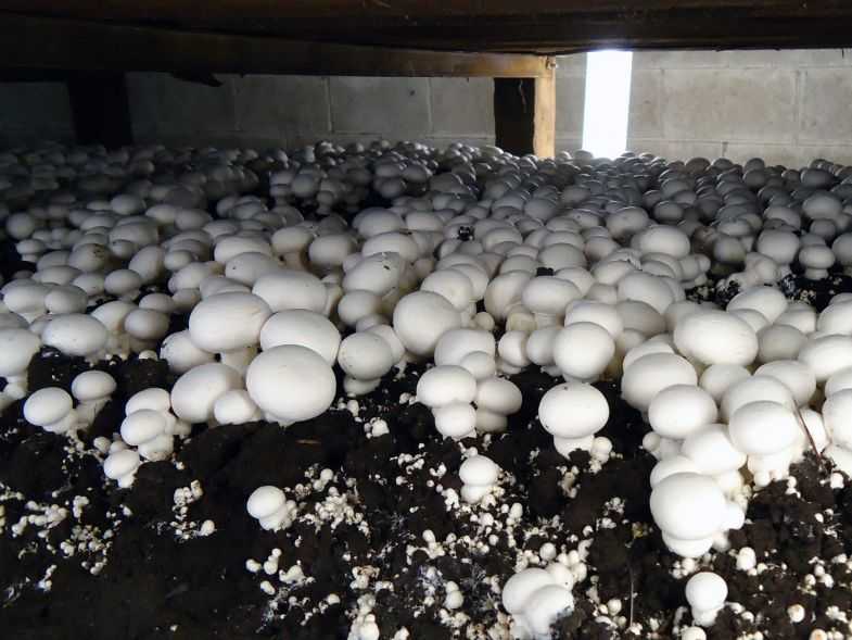 Как вырастить грибы на садовом участке Выращивание белых грибов и шампиньонов на приусадебном участке Какие лесные грибы можно вырастить на даче Что следует знать об особенностях выращивания грибов на участке