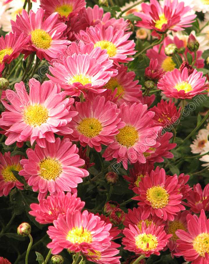Бордюрные цветы многолетние низкорослые фото и название: популярные низкие цветы и растения для бордюра, цветущие все лето