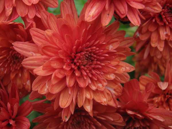 Бордюрные низкорослые цветы для клумбы: карликовые сорта, многолетники и однолетники, цветущие все лето