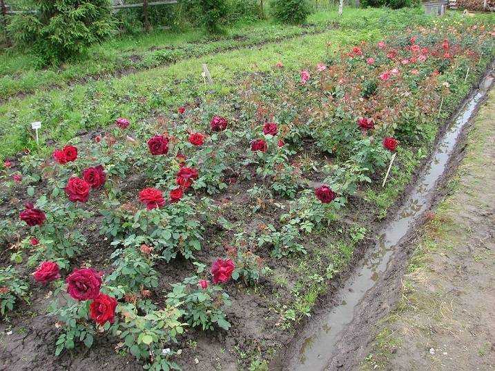 Почвопокровные розы в ландшафтном дизайне: как сделать шикарный розарий