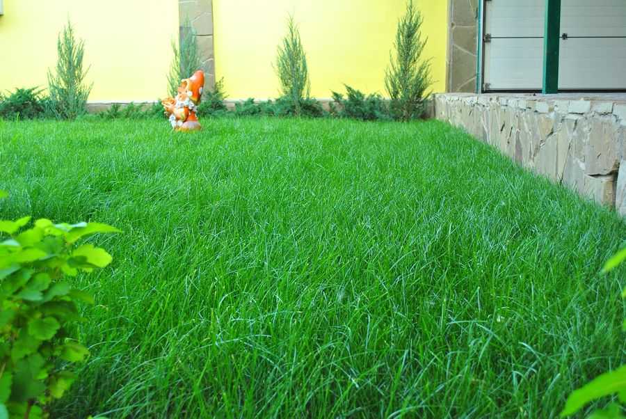 Какой газон лучше посадить на даче отзывы садовов о лучшей траве