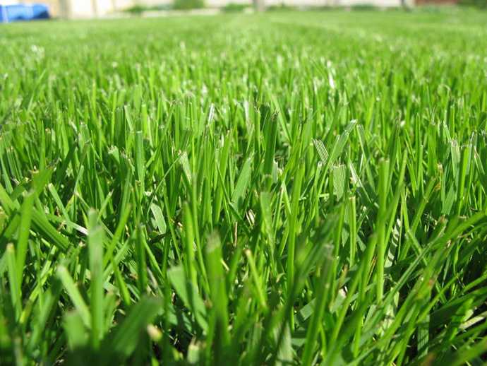 Что такое посевной газон и где он используется?