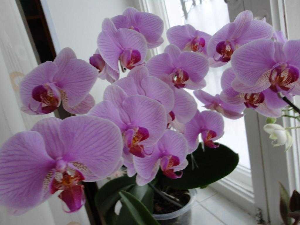 Посадка и выращивание орхидеи дендробиум дома: размножение, цветение, пересадка