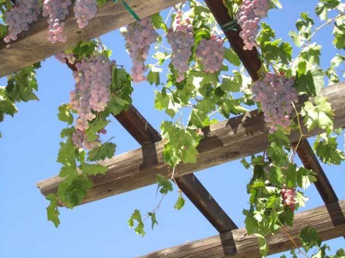 Навес для винограда на дачном участке своими руками