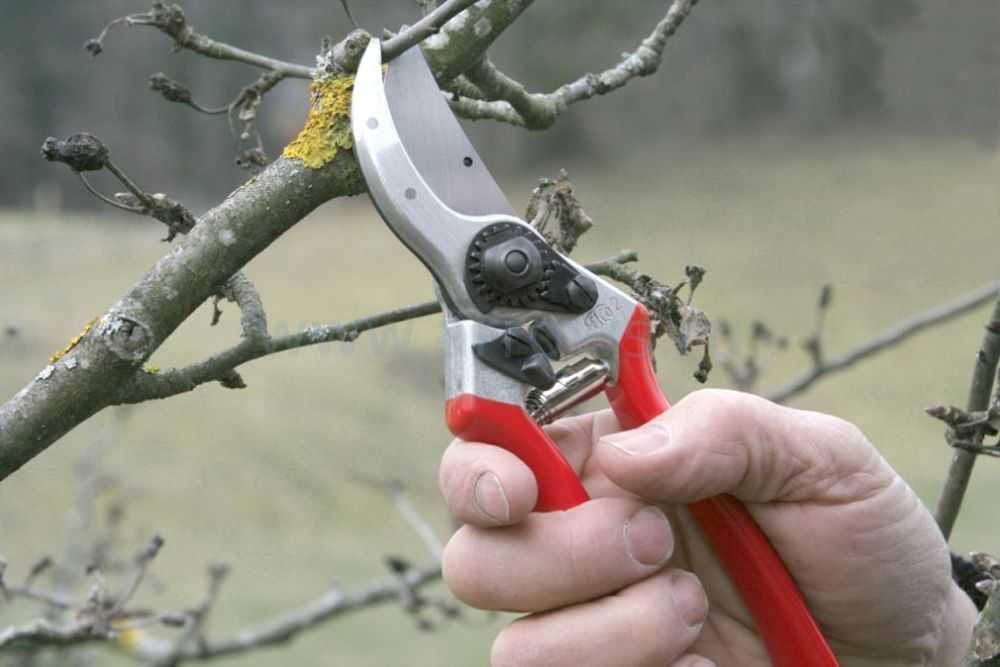 Сучкорезы для обрезки деревьев: 10 практических советов по выбору