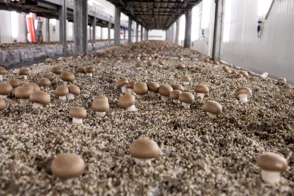 Как вырастить грибы в домашних условиях пошагово в квартире