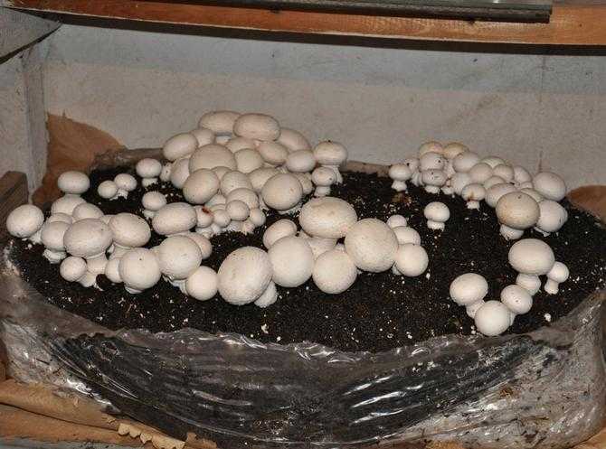 Способы, посадить лесные грибы на дачном участке и собрать урожай
