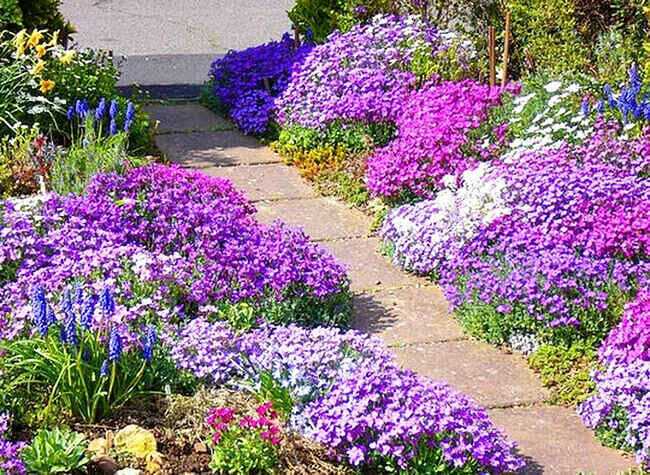 Цветы для дачи, цветущие все лето (32 фото): самые красивые долгоцветущие цветы для сада. какие можно посадить перед домом и как расположить на клумбе?