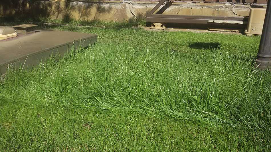 Газонная трава: какую выбрать, как и когда садить и как ухаживать за газоном