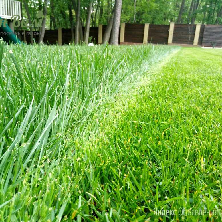 Газон лилипут или трава для ленивых – состав, посев, полив, уход