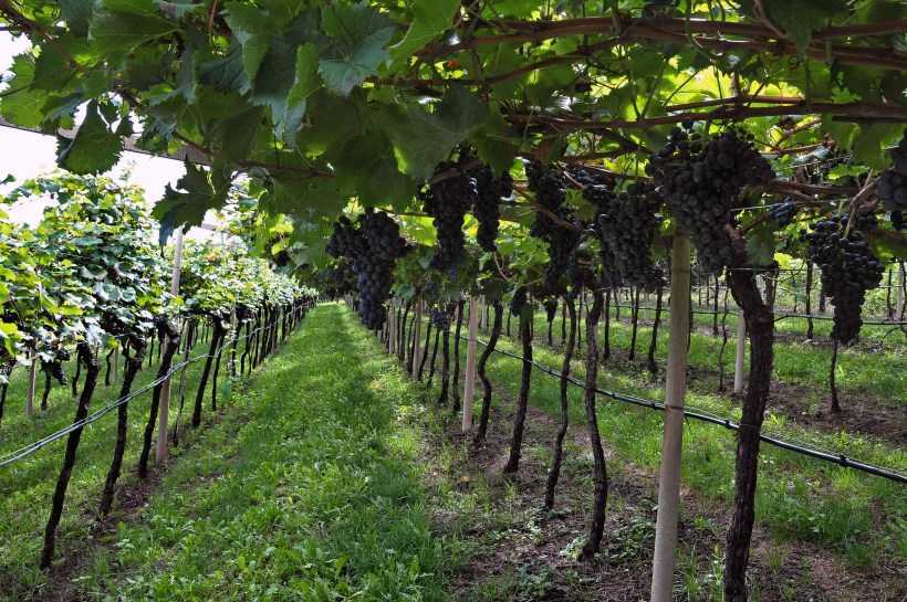 Можно ли выращивать виноград под навесом из поликарбоната