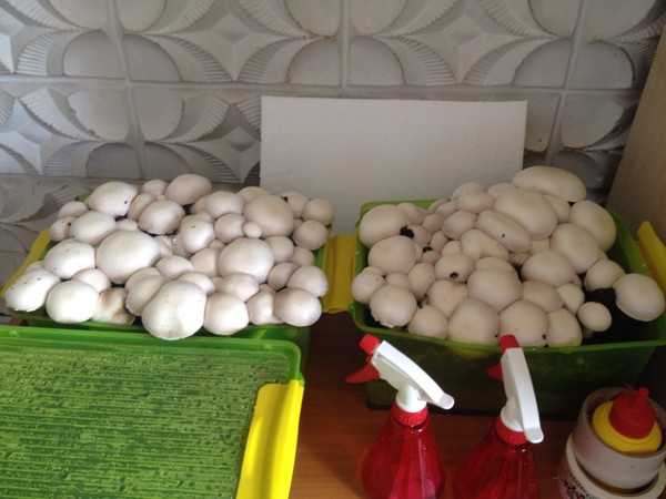Эффективное выращивание белых грибов в домашних условиях: способы и советы