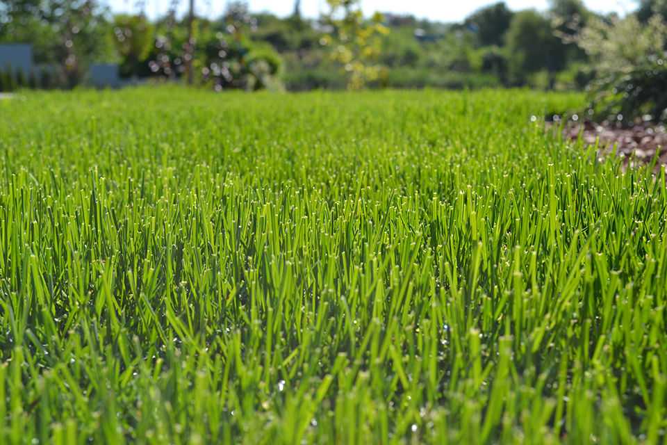 Райграс для газона (13 фото): пастбищный многолетний и однолетняя газонная трава, описание. для чего его добавляют в состав семян? плюсы и минусы