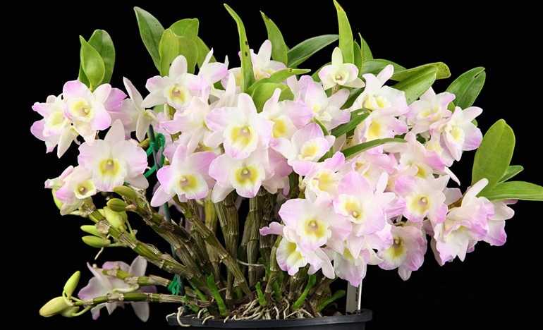Дендробиум фаленопсис (древовидные орхидеи): фото цветоноса и уход в домашних условиях, а также существование в дендрарии